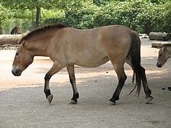 Fotografía de un caballo de Przewalski en su hábitat.