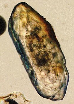 Un zircón visto al microscopio óptico.