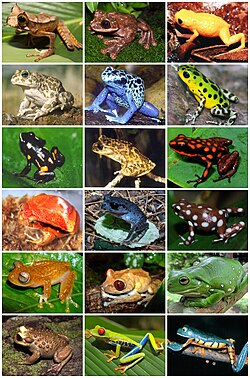 Ejemplar representativo de anuro en su hábitat natural.