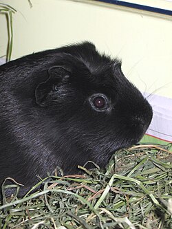 Una cobaya de coloración oscura en un entorno de estudio.