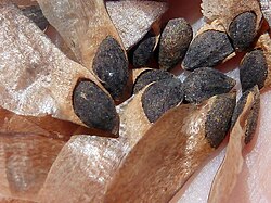 Semillas de Pinus halepensis