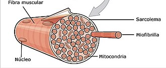 Una célula muscular multinucleada o fibra muscular esquelética.