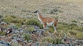 Guanaco en su hábitat natural