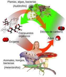 Esquema de la nutrición en los organismos vivos