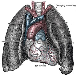 Disposición de los pulmones en el tórax