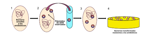 Esquema de transformación bacteriana mediante plásmidos inducidos por estrés o métodos físicos.