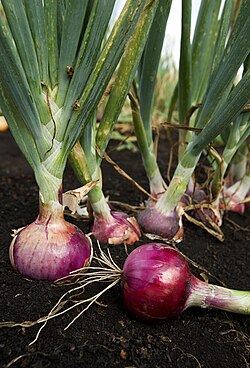 Plantas y bulbos de cebolla