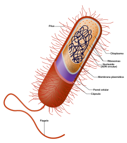 Estructura celular básica de una bacteria procariota