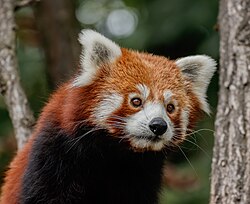 Un panda rojo en su hábitat natural