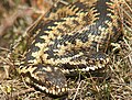 Dos ejemplares machos de Vipera berus