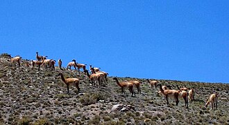 Guanacos australes en Paramillos de Uspallata, Mendoza, Argentina.
