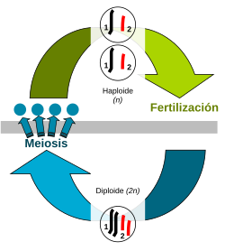 Esquema de meiosis y fertilización