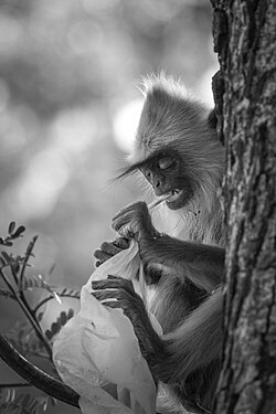 Langur gris moñudo masticando una bolsa de plástico.