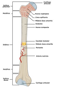 Estructura de un hueso largo