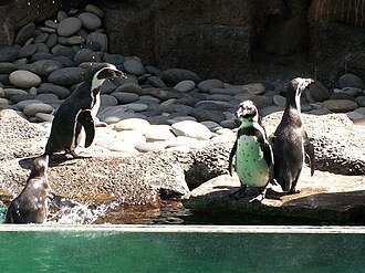 Pingüinos en el Zoológico La Aurora, Guatemala