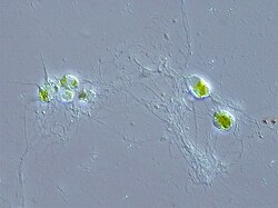 Chlorarachnion