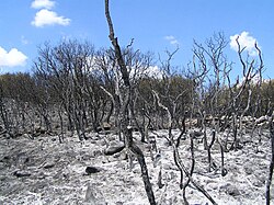 Paisaje montañoso devastado y negruzco tras el paso de un incendio forestal.