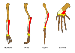 Homología de varios huesos en las extremidades delanteras de cuatro vertebrados.