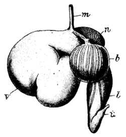 Esquema de las partes del estómago de los rumiantes