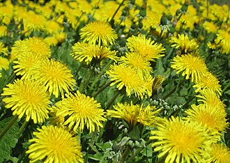 Diente de león (Taraxacum officinale)