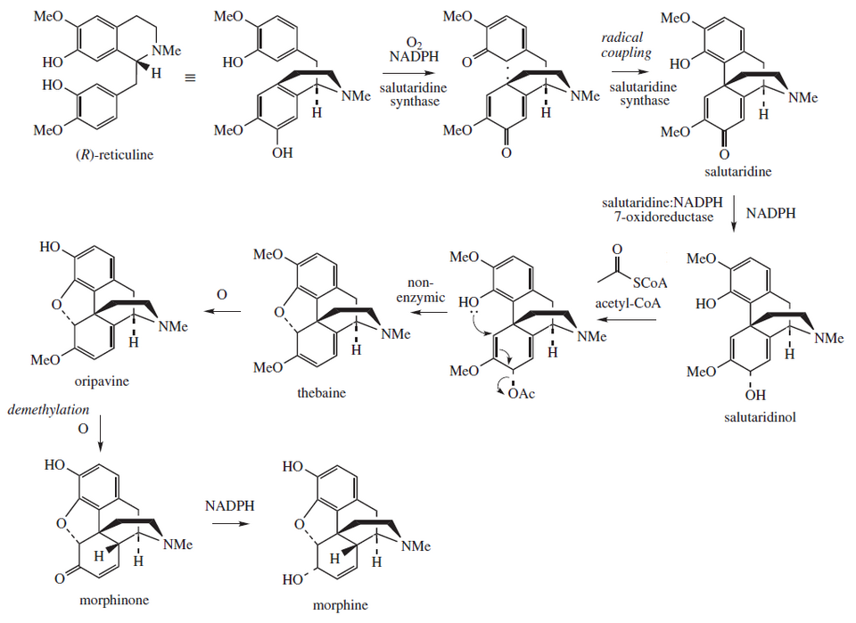 Diagrama de la biosíntesis de la morfina