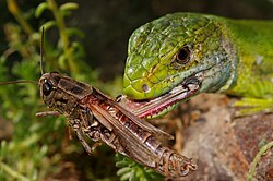 Depredador de emboscada