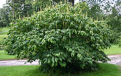 Ejemplar de Aesculus parviflora