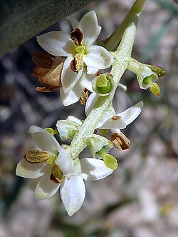 Detalle macroscópico de las flores del olivo