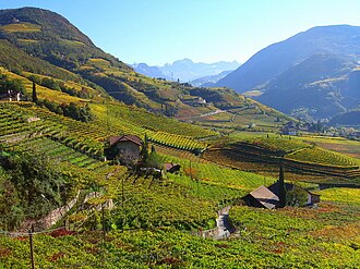 Viñedos en Bolzano