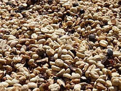 Granos de café secando al sol después del proceso de lavado.