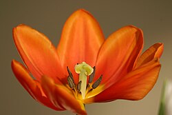 Ilustración detallada de la morfología de la flor de Tulipa
