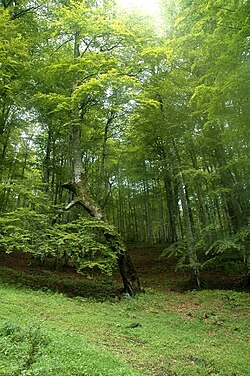 Bosque atlántico en Cantabria