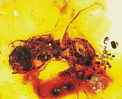 Fósil de Melittosphex burmensis