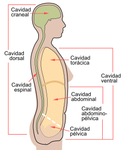 Cavidades del cuerpo humano