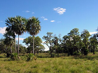 Paisaje abierto en el Chaco Boreal en Paraguay