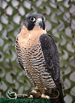 Halcón peregrino en cautividad utilizado en cetrería