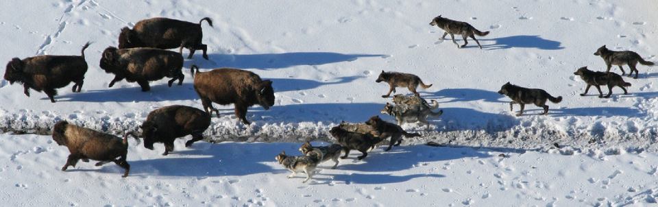 Lobos cazando