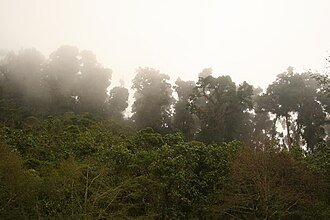 Bosques montanos de Talamanca en Costa Rica y Panamá.