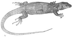 Lagarto Gigante de El Hierro