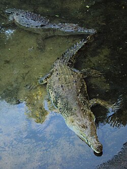 Macho y hembra de cocodrilo americano en el Zoológico de Paraguaná.