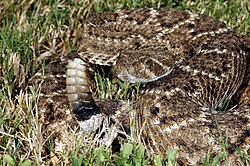 Ilustración taxonómica y representación del género Crotalus