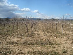 Paisaje invernal en un terreno de cultivo de vid en Vilafamés.