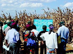 Plantación de maíz Bt en una región agrícola de Kenia.