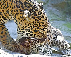 Madre jaguar con su cría