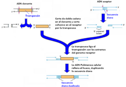 Esquema de transposición conservativa