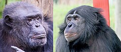 Comparación visual entre un chimpancé a la izquierda y un bonobo a la derecha.