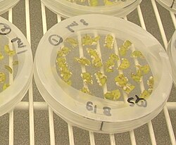 Plántulas de cultivo in vitro en placas Petri