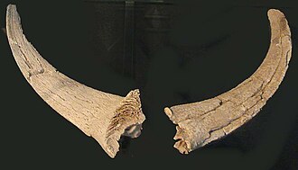 Núcleos de cuernos recuperados de la aldea neolítica de Atlit Yam.