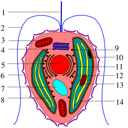 Esquema detallado de la ultraestructura celular de una haptofita