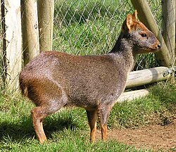 Detalle fotográfico de un pudú en su hábitat natural